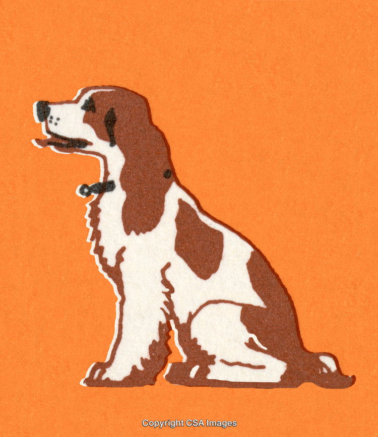 Illustrated Springer Spaniel Dog on Vibrant Orange Background