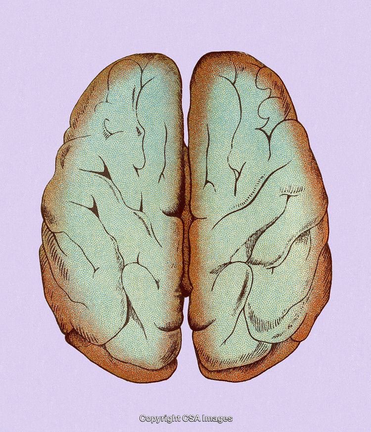 Vintage Illustration of a Human Brain on a Soft Purple Background