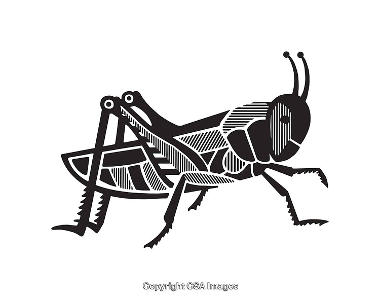 Black and White Grasshopper Line Art Illustration With Intricate Design Details