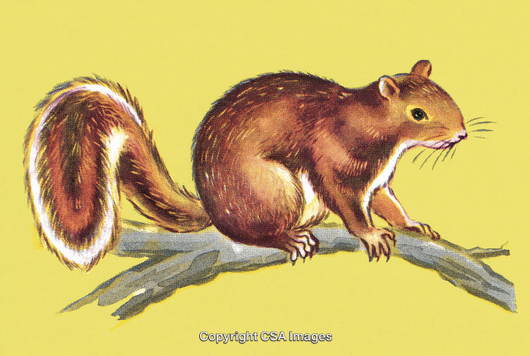 Illustration of a Squirrel Sitting on Tree Branch with Yellow Background