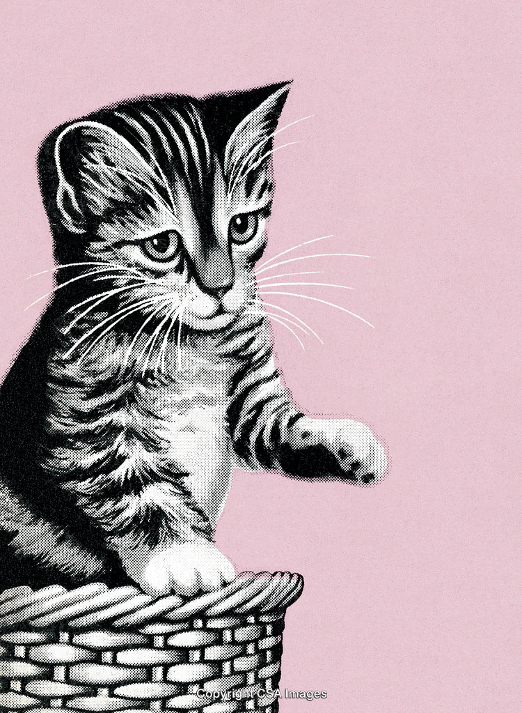 Cute Kitten Standing in a Basket on a Pink Background