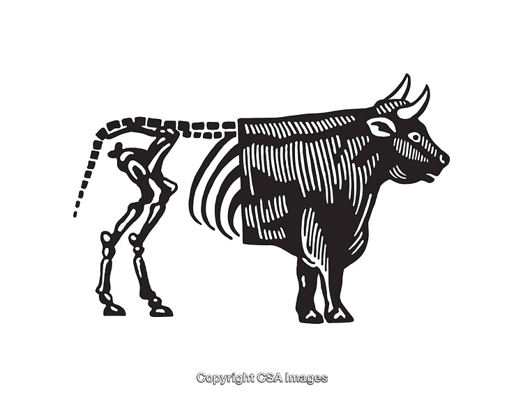 Black and White Line Art of a Bovine Skeleton Illustration