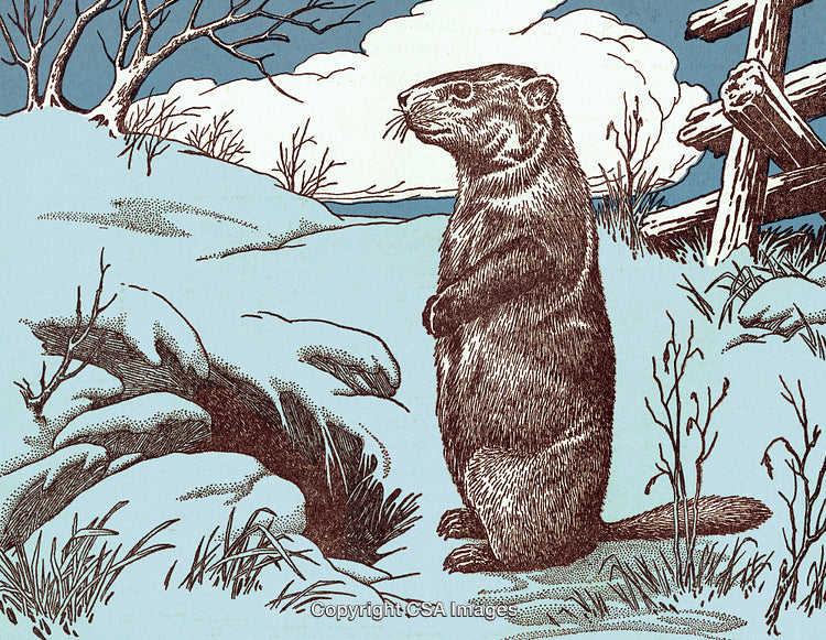 Illustration of a Groundhog in a Snowy Field by a Burrow