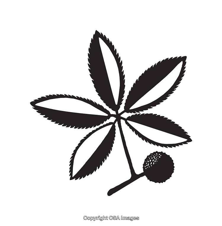 Black and White Outline of Decorative Leaf Illustration