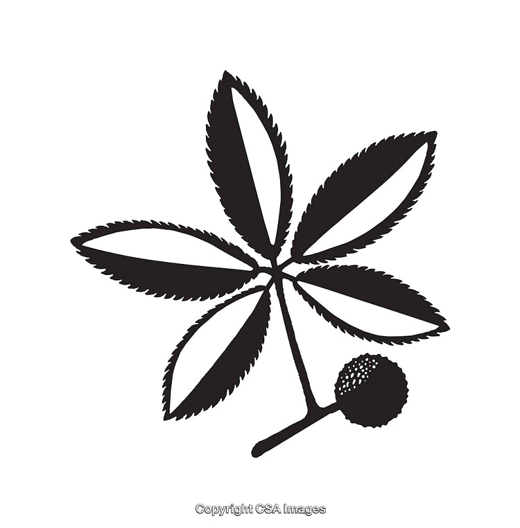 Black and White Outline of Decorative Leaf Illustration