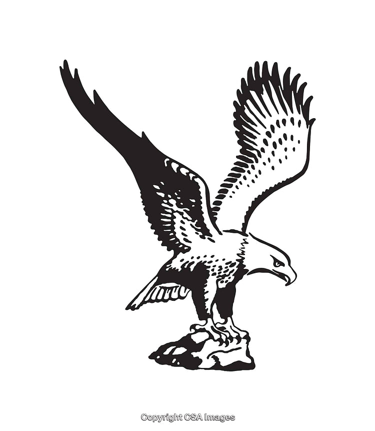 Black and White Line Art Illustration of an Eagle in Flight