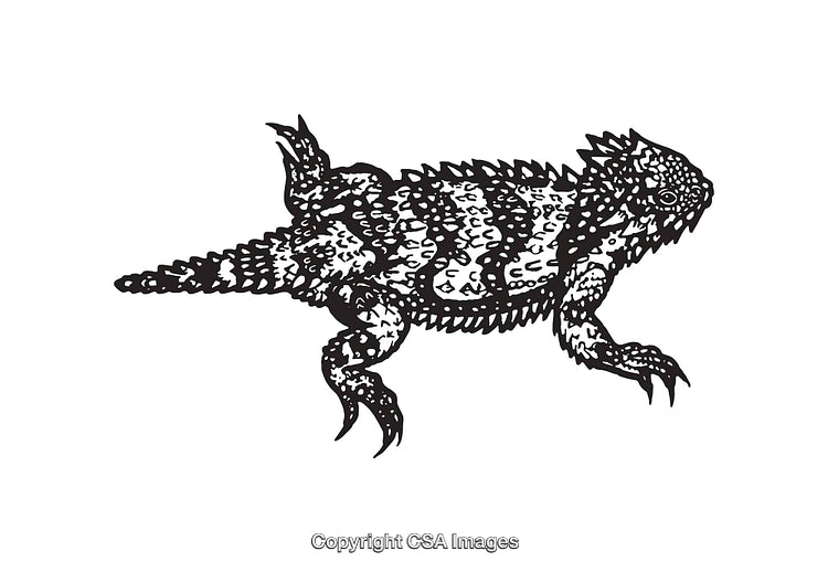 Detailed Black and White Drawing of a Horned Lizard Design