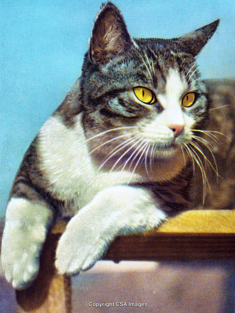 Close-Up of a Tabby Cat Relaxing Peacefully With Focused Yellow Eyes