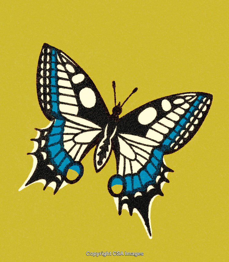 Detailed Illustration of a Colorful Butterfly on a Plain Background