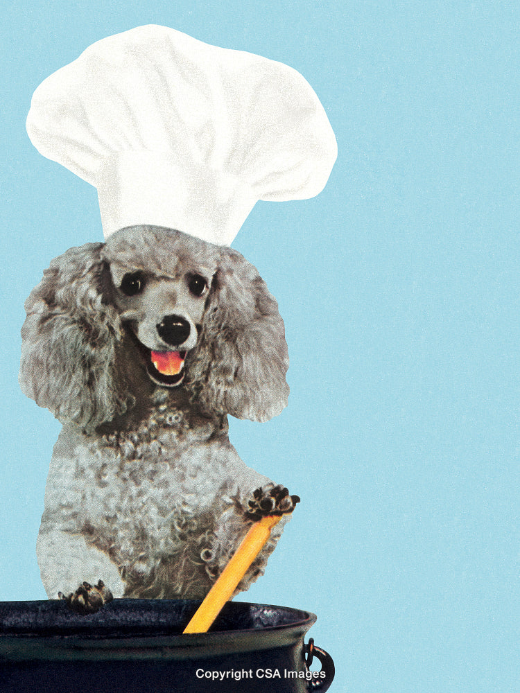 Poodle Chef Preparing a Recipe in a Cooking Pot on Blue Background