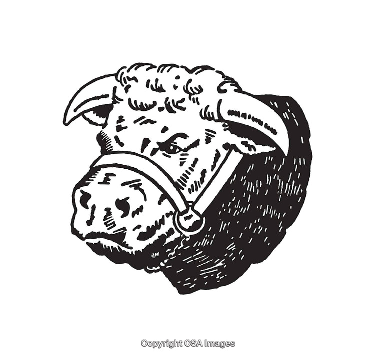 Black and White Line Art Illustration of a Cow's Head with Halter