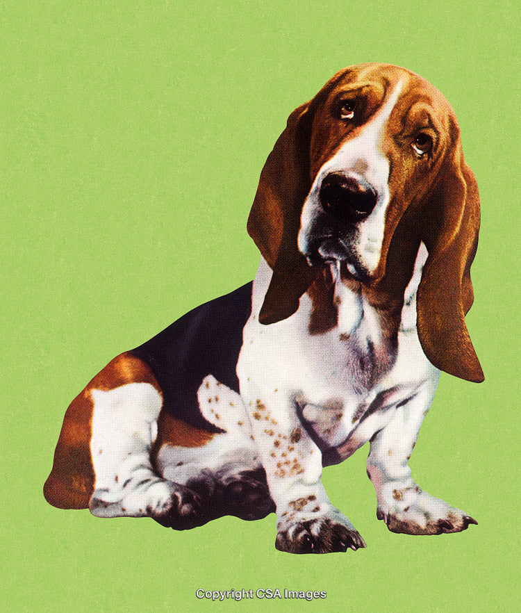 Adorable Basset Hound Sitting Against a Bright Green Background