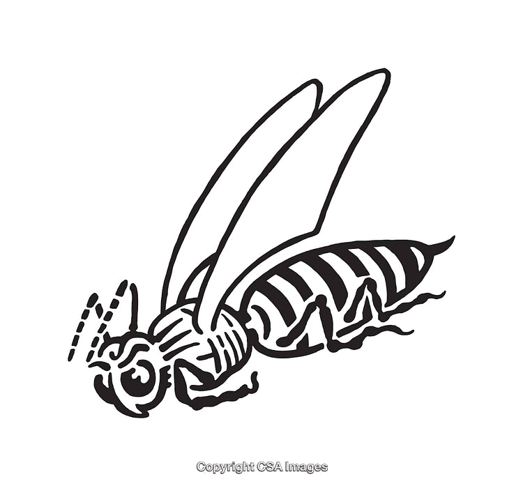 Detailed Black and White Line Art of a Bee Illustration