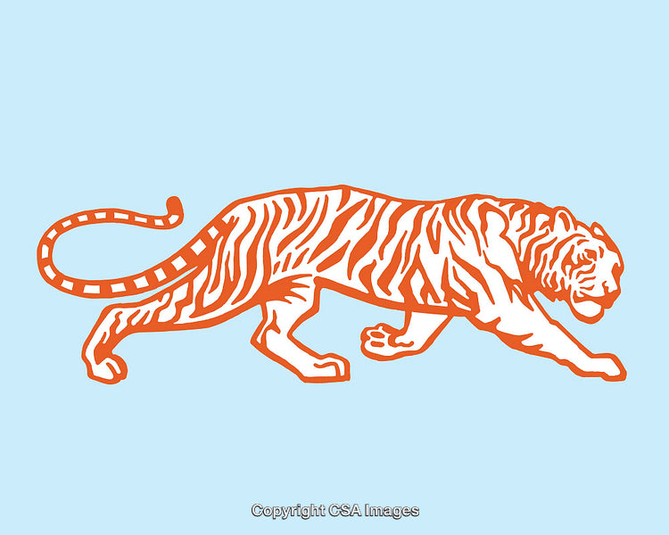 Color Line Art Illustration of a Tiger in Bold Orange and Blue
