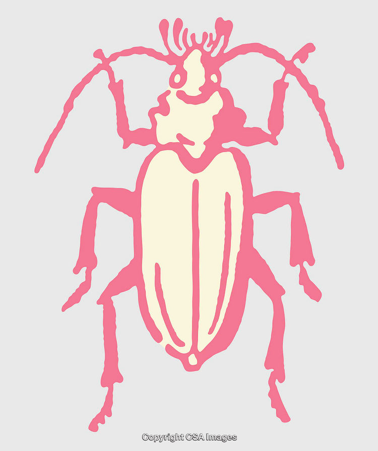 Colorful Line Art Illustration of an Insect on a Simple Background
