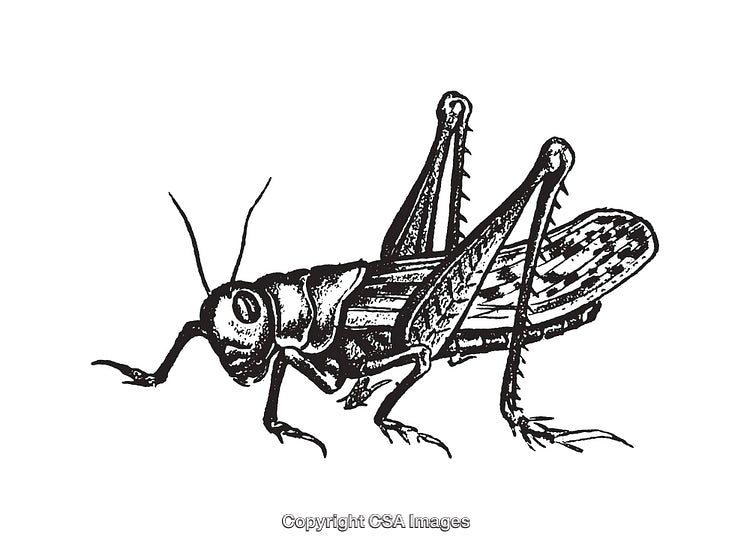 Black and White Illustration of a Detailed Grasshopper