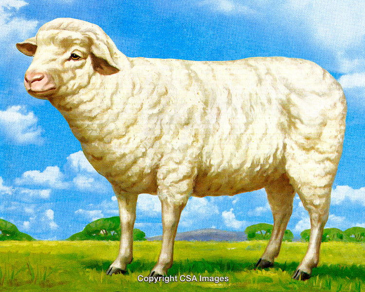 White Sheep Standing in a Lush Field Under a Blue Sky