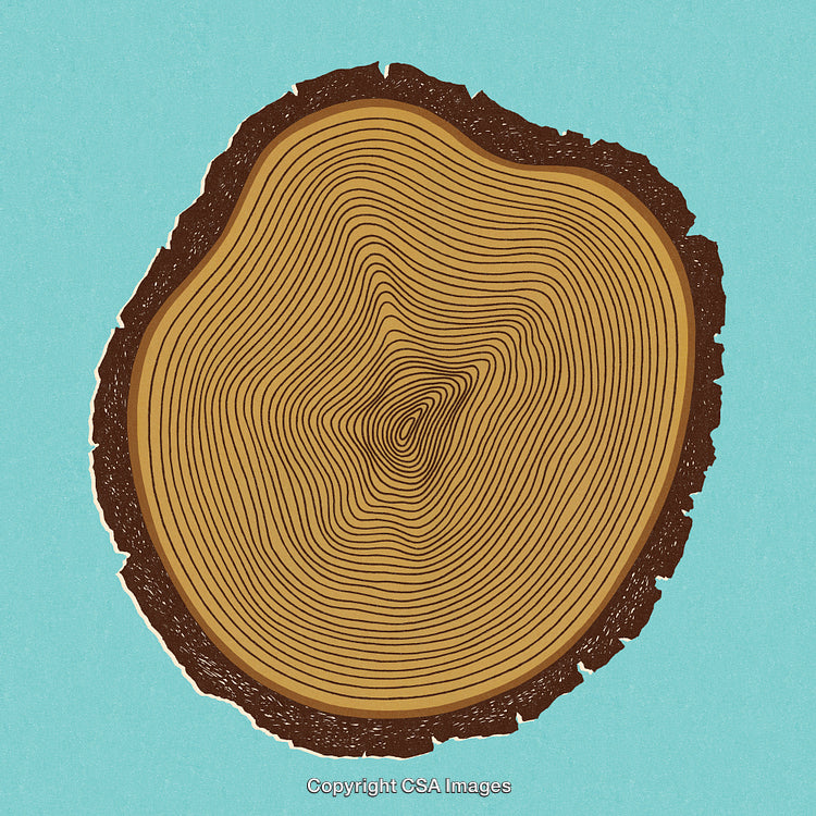 Close-Up of Tree Cross Section with Distinct Annual Growth Rings