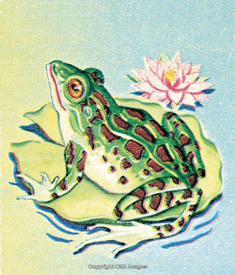 Green Frog Resting on a Lily Pad with Blooming Lotus Flower