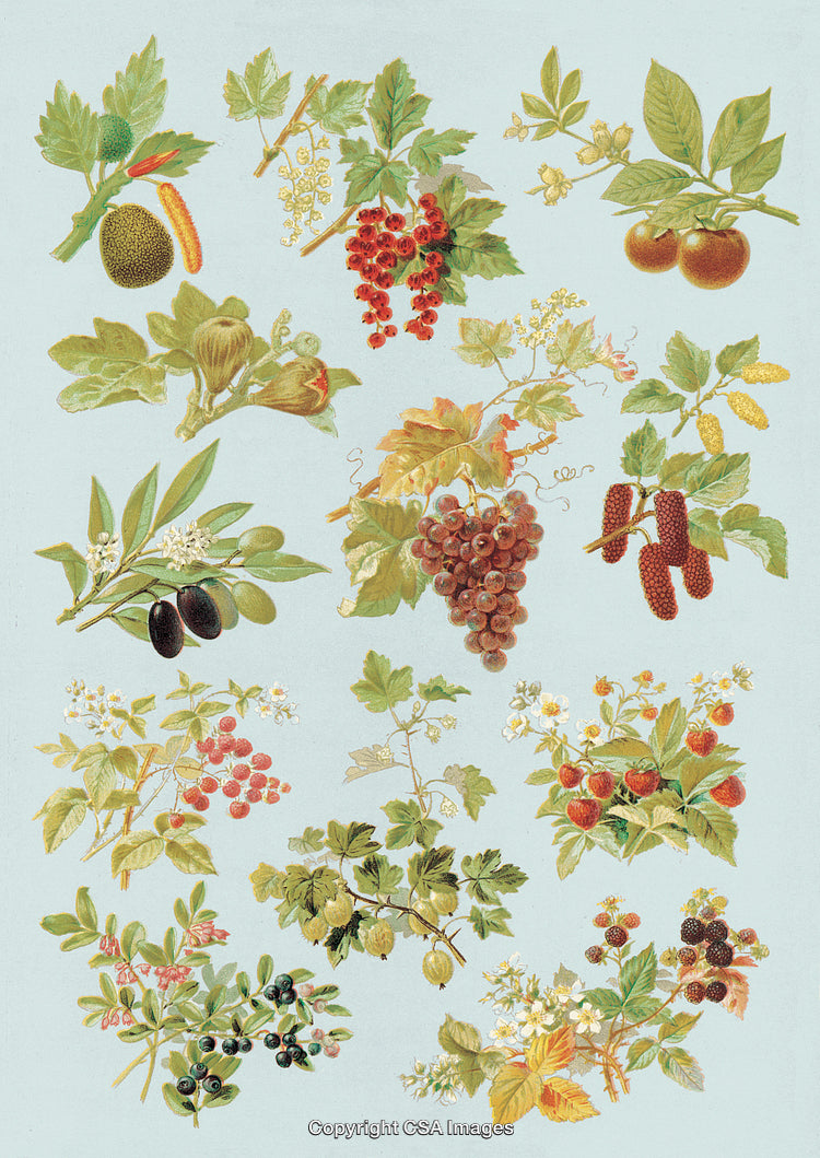 Collection of Various Fruitry and Plants Illustrations on Blue Background