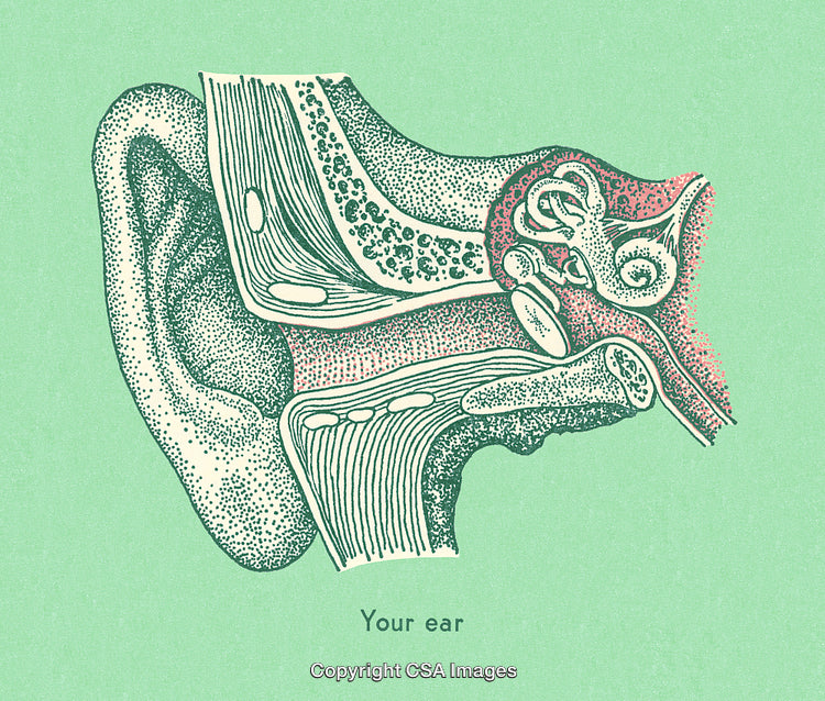 Anatomical Illustration of the Human Ear Structure on a Green Background