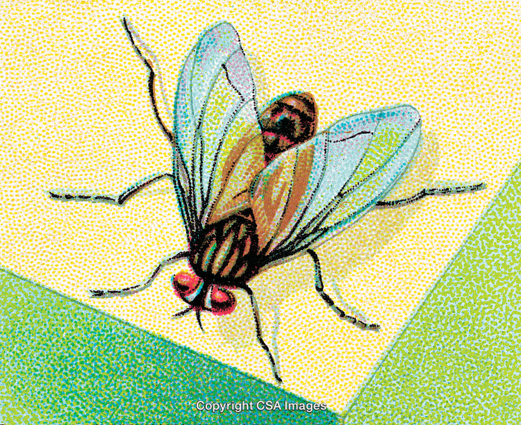 Illustration of a Detailed Housefly on a Colorful Background Surface
