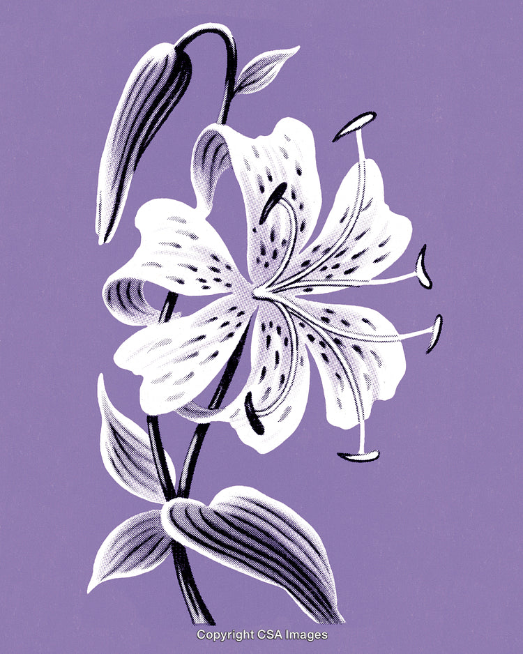 Elegant White Lily Flower Illustration on a Soft Purple Background
