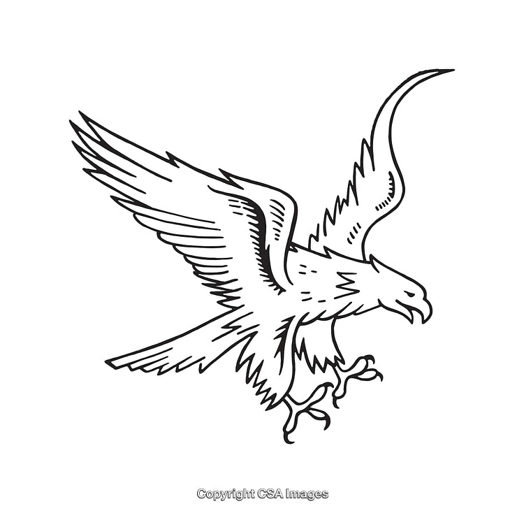 Black-And-White Illustration of a Flying Hawk with Wings Spread