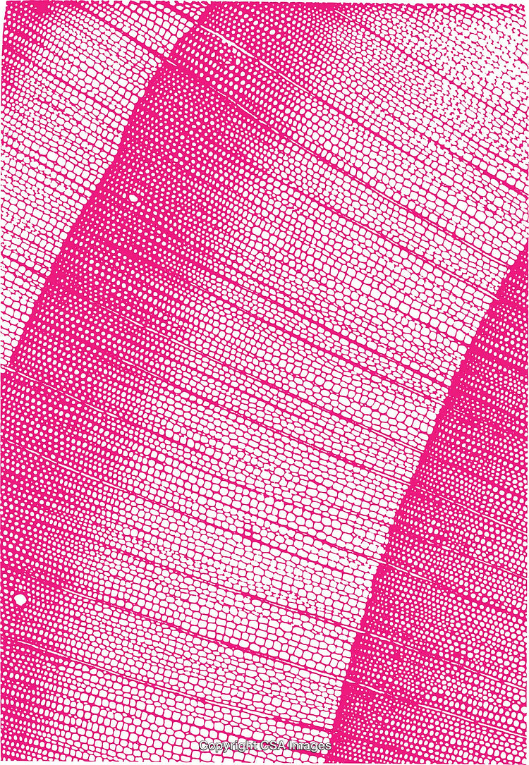 Bright Pink Abstract Cellular Pattern on White Background
