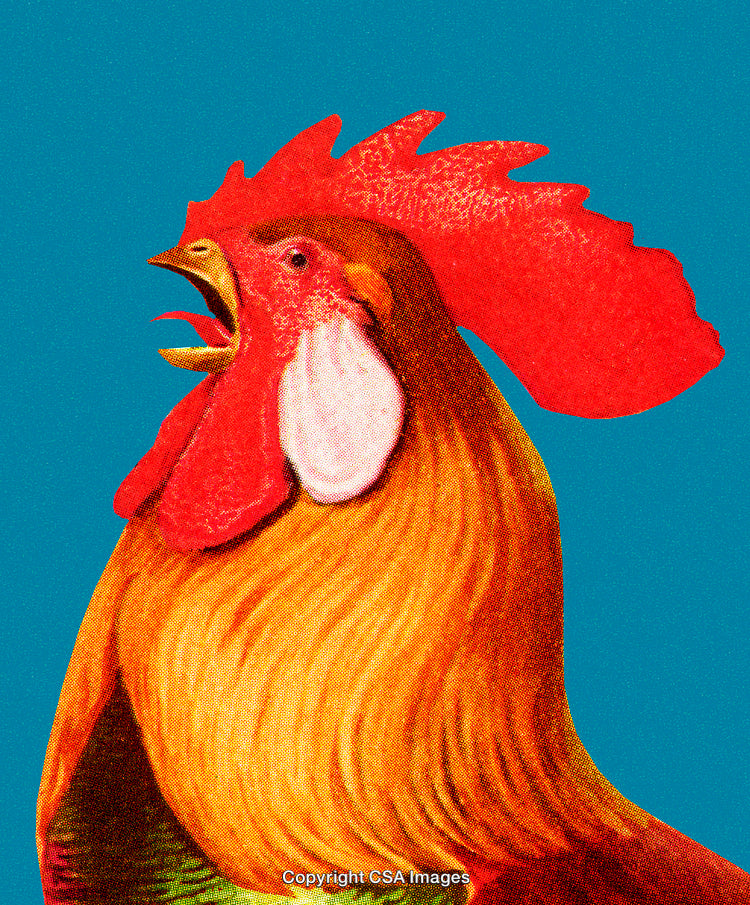 Vivid Artistic Rooster Illustration Isolated Against Blue Background