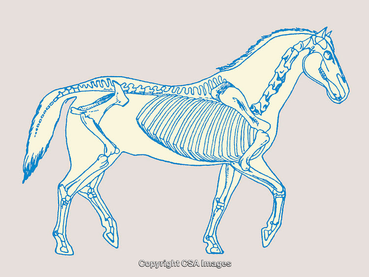 Illustrated Diagram of a Horse Skeleton in Blue Line Art