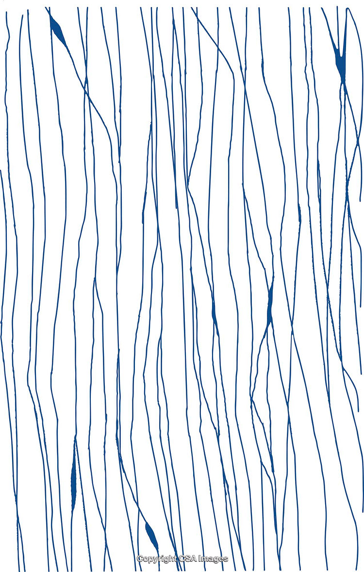 Abstract Blue and White Design with Flowing Vertical Lines
