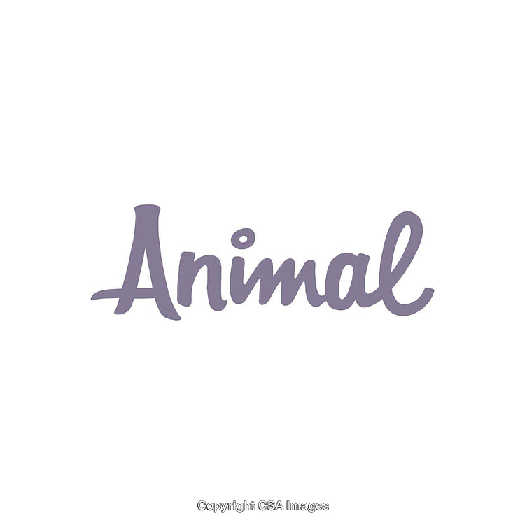 Purple Script Word Art Featuring the Term 'Animal' on White Background