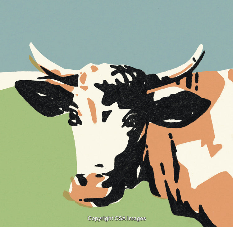 Steer