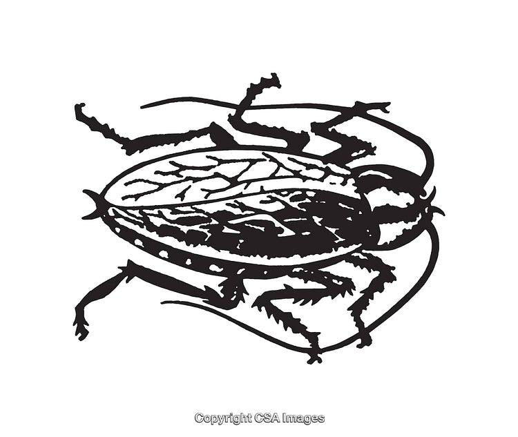 Black and White Line Art Illustration of a Beetle Design