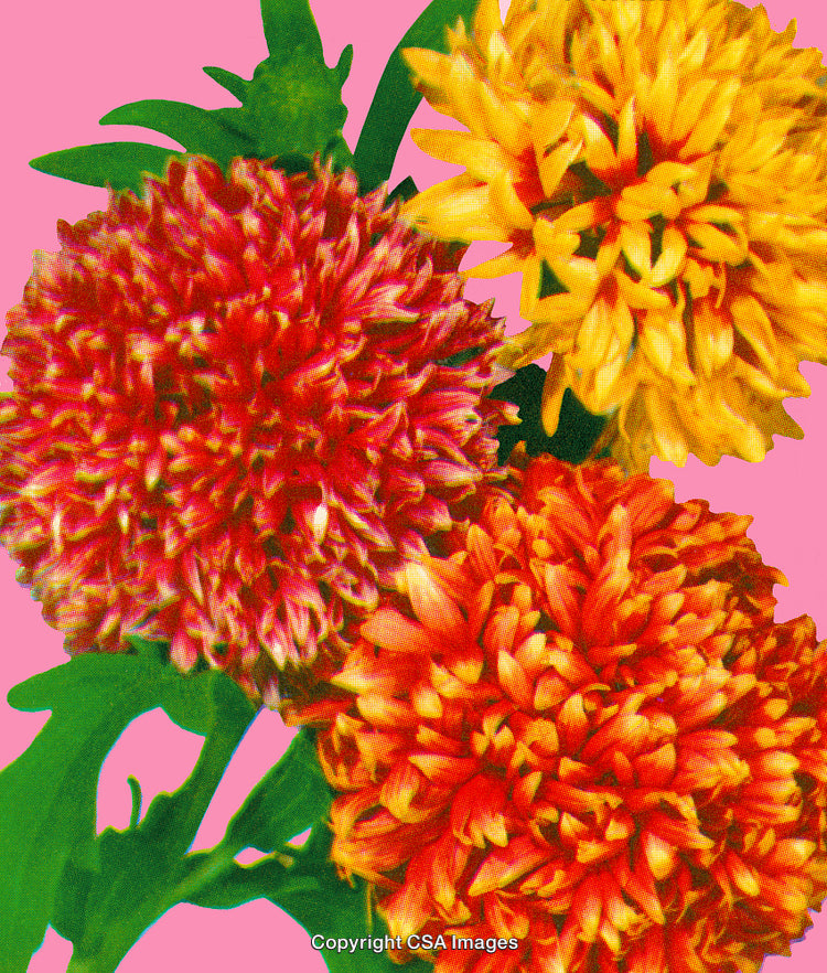 Vibrant Chrysanthemum Flowers Against a Pink Background in Artistic Style