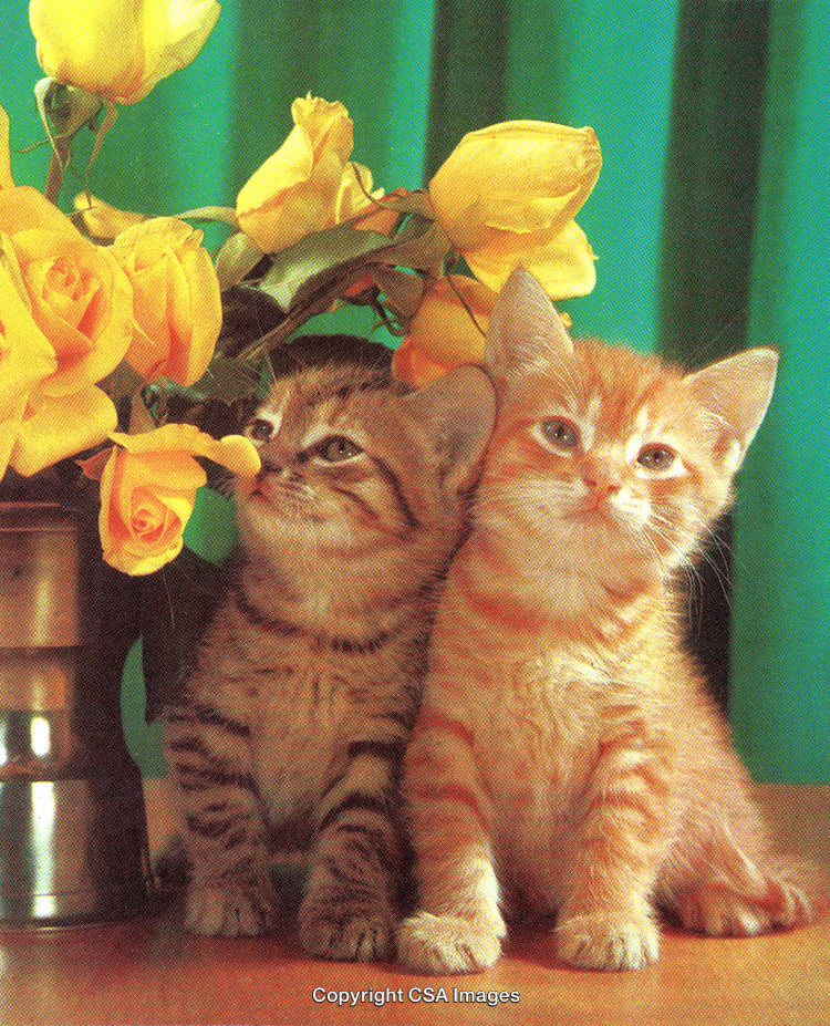 Adorable Kittens with Yellow Roses in a Nostalgic Stylized Setting