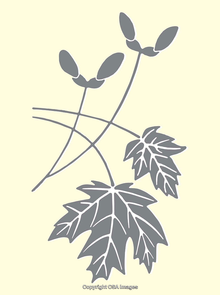 Stylized Illustration of Maple Leaves and Seeds on Neutral Background