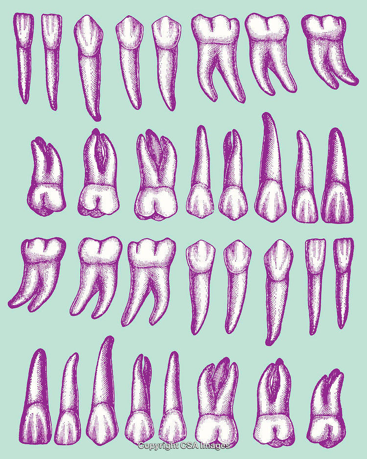Vintage Illustration of Various Human Teeth Anatomical Drawings