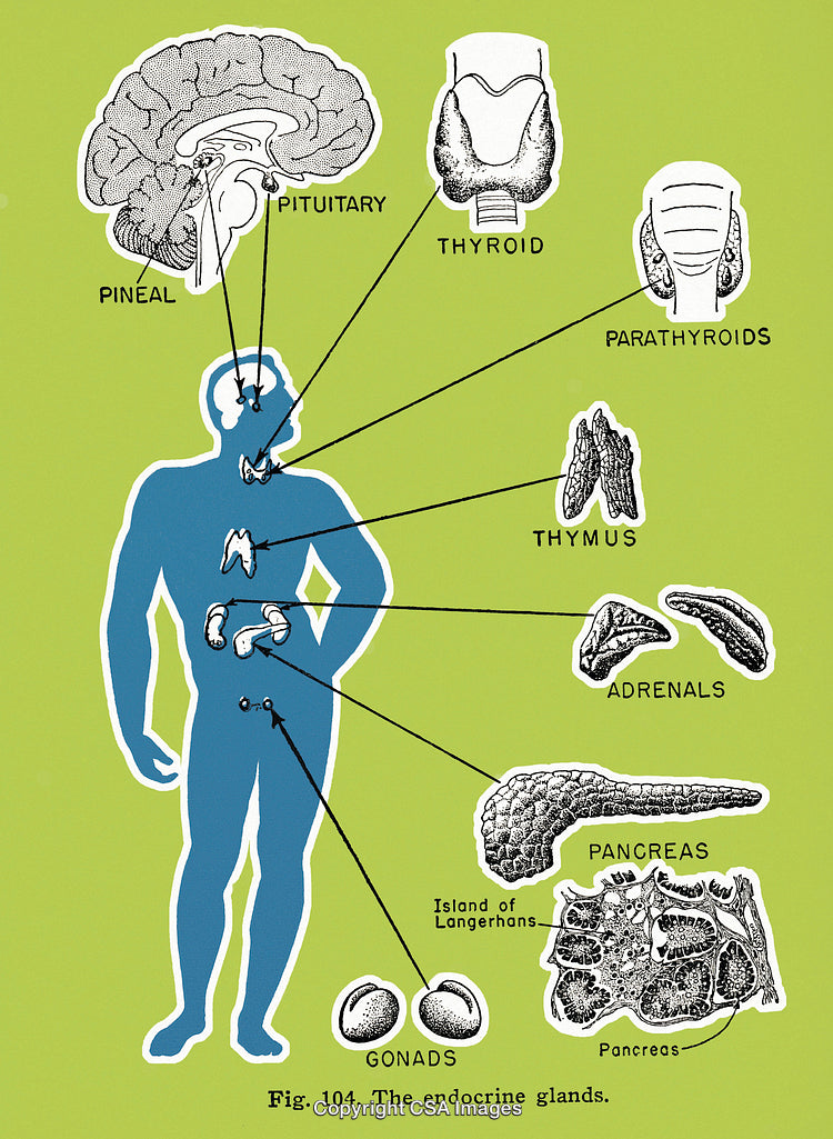 Human Organs