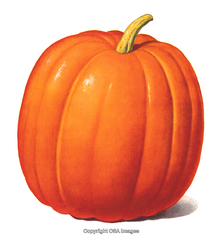 Bright Orange Pumpkin Isolated on White Background with Natural Highlights
