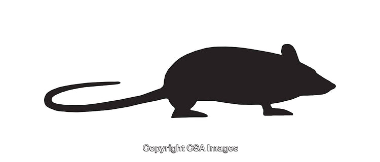 Black Silhouette Illustration of a Mouse or Rat in Profile View