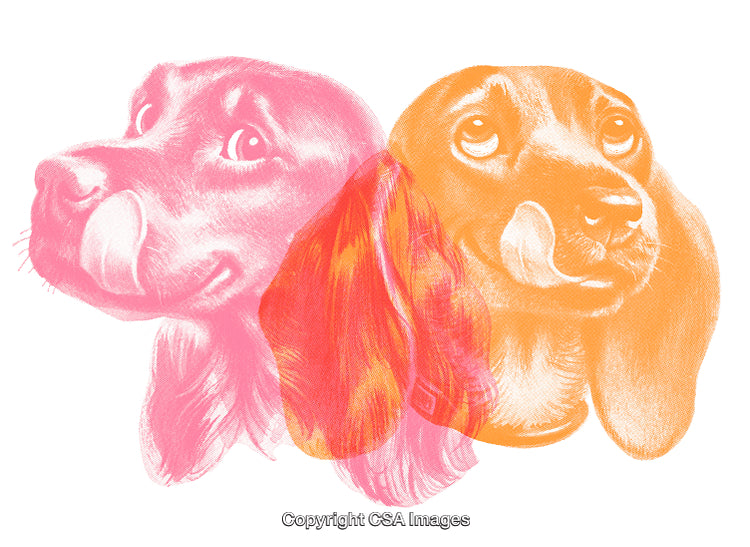 Colorful Sketch Illustration of Two Dogs with Romantic and Artistic Feelings