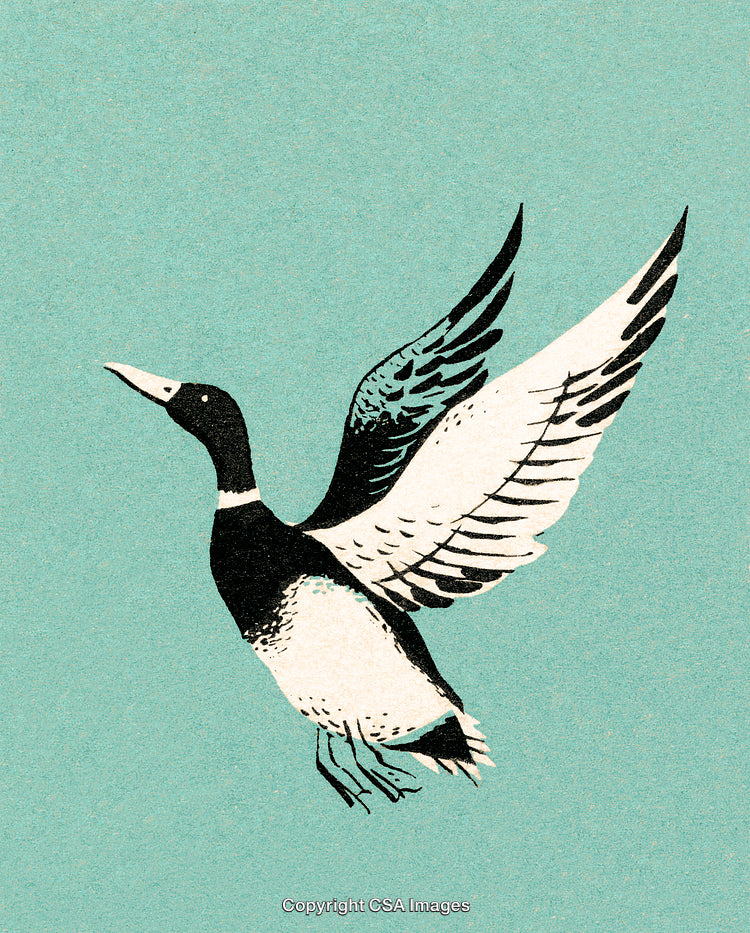 Illustration of a Flying Goose with Outspread Wings on a Blue Background