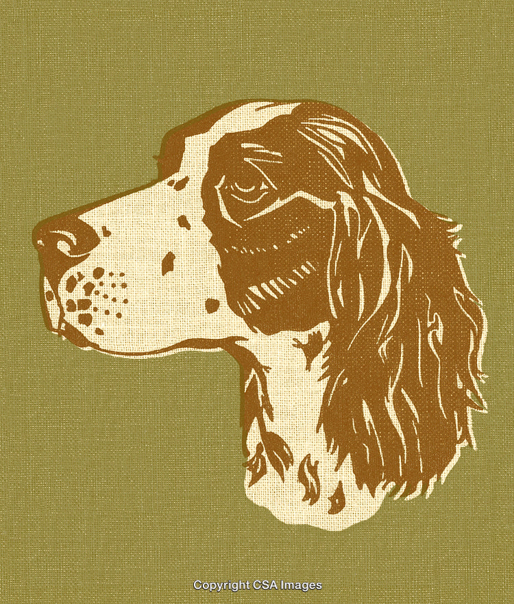 Vintage Illustration of a Spaniel Dog on Textured Green Background
