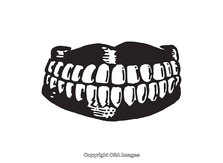 Detailed Black and White Line Art Illustration of Human Teeth
