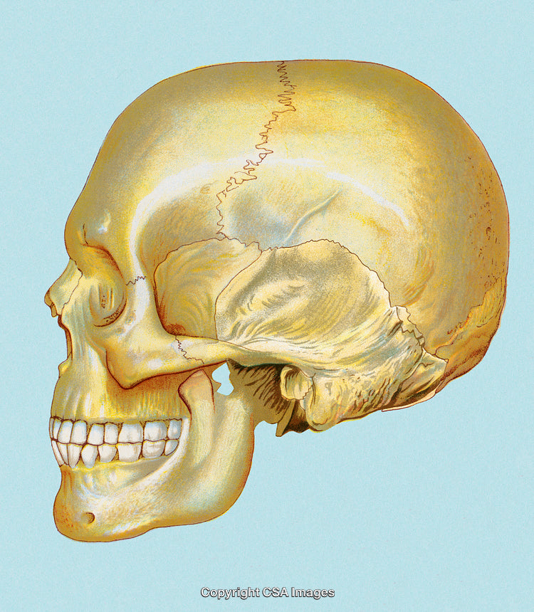 Side View Illustration of a Human Skull on a Light Blue Background