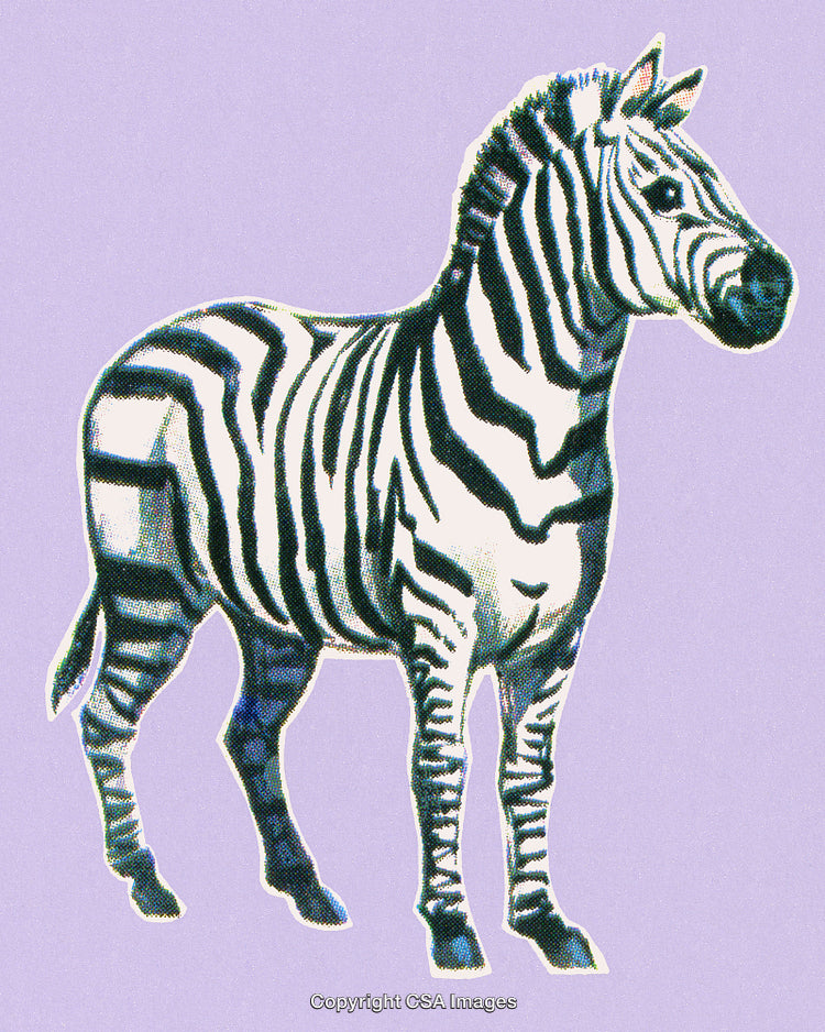 Illustration of a Zebra on a Violet Background with Striking Details