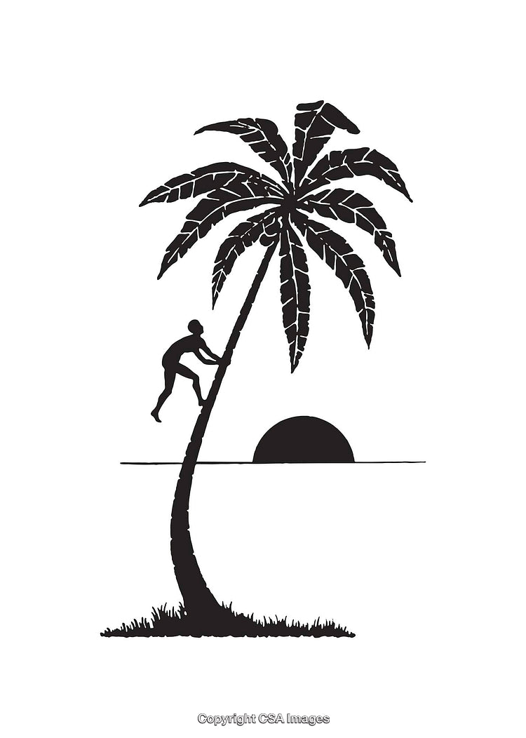 Silhouette of Person Climbing Palm Tree with Sunset in Background