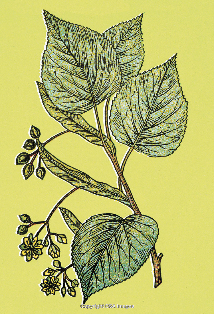 Botanical Illustration of Green Leaves and Blossoms on Yellow Background